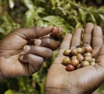 jacobs douwe egberts sustainability